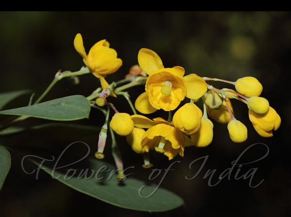 Nilgiri Barberry